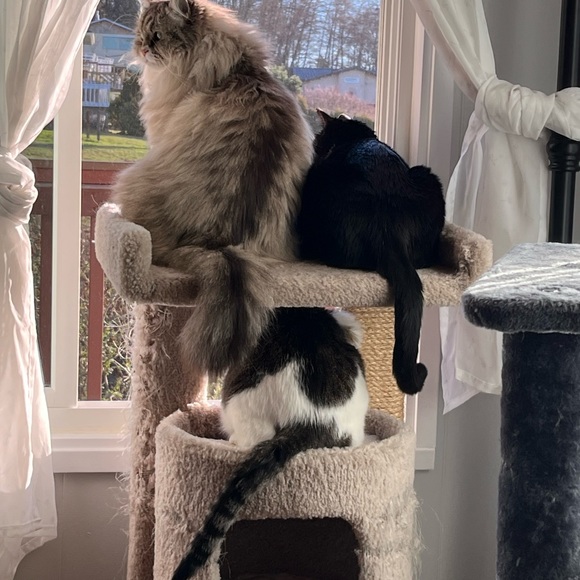 Meet your Posher, Karen - Picture 5 of 7